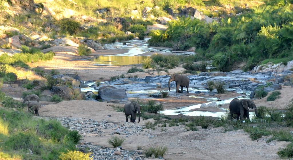 Greenfire Game Lodge Khu bảo tồn Khu bảo tồn Balule Game Reserve Ngoại thất bức ảnh